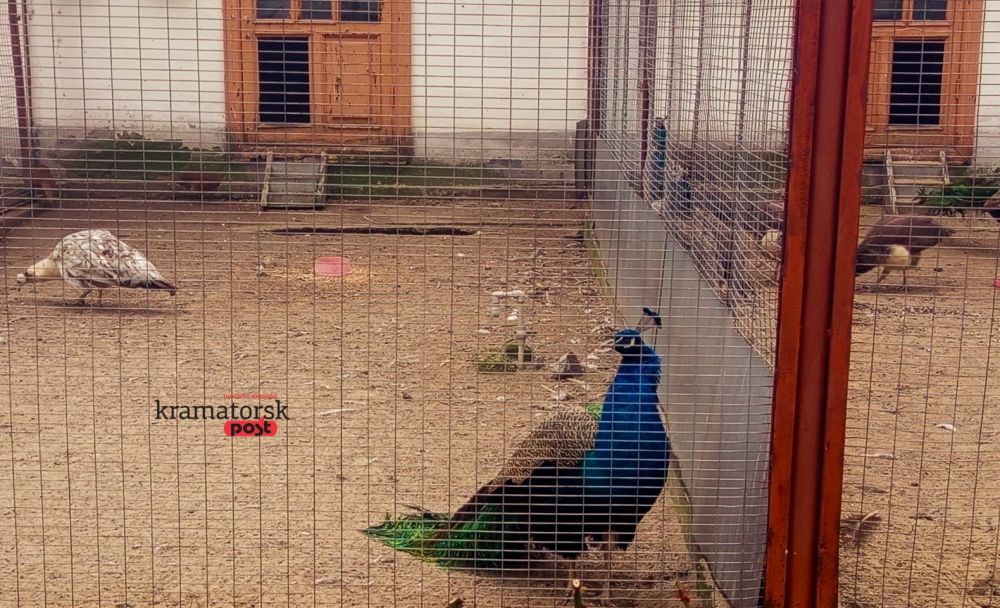 птах у вольєрі