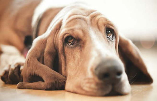 dog