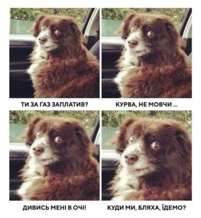 mem-pro-sobaku-i-gaz