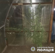 канабис (1)